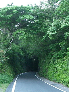 雲仙で緑のトンネル